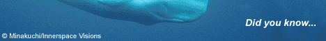 Greenpeace and the whales banner